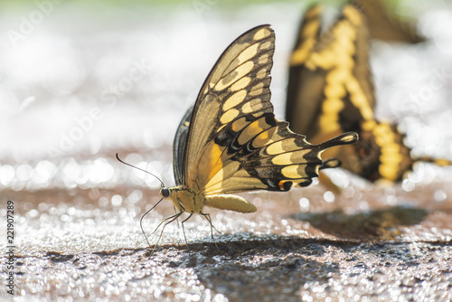 Mariposa Corola Pilumnus comiendo sobre fango