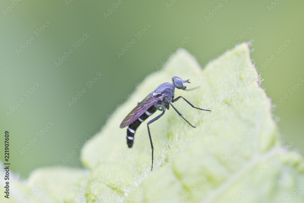 Fototapeta premium Avispa negra tipo mosca