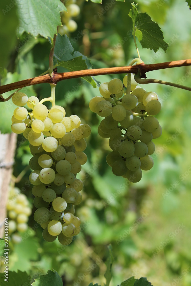 grapes for wine, agriculture
