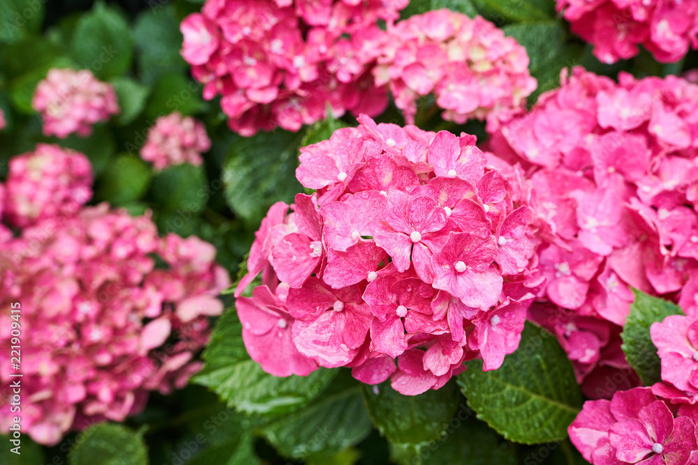 Pink hydrangea flowers in a garden in summer.