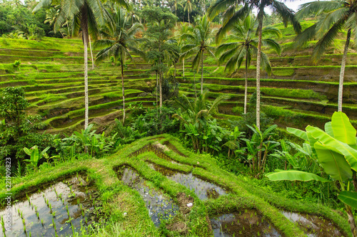 Green rice terraces in Bali island, Indonesia..