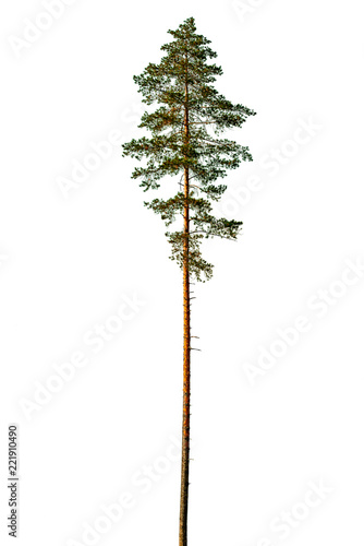 Tall pine tree isolated on a white background