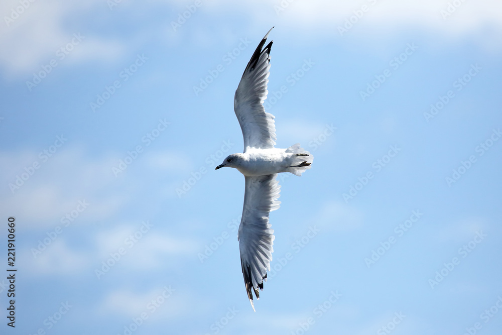 bird Seagull flying against the sky bird Seagull flying against the sky