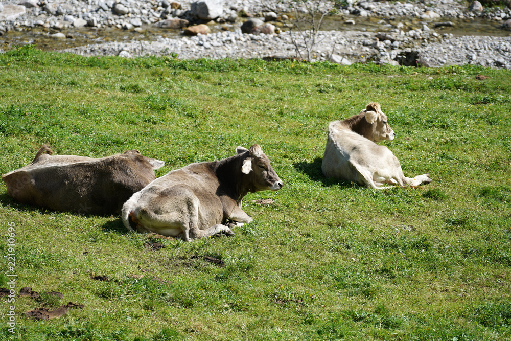 Happy cows on a high alpine pasture in autumn with a rich grass
