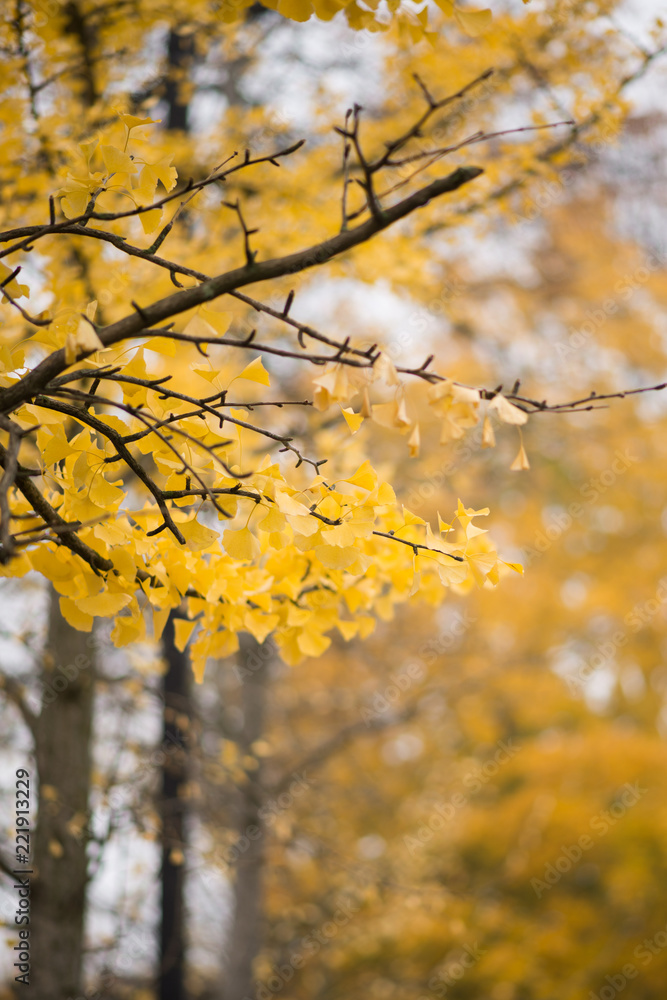 yellow autumn leaves