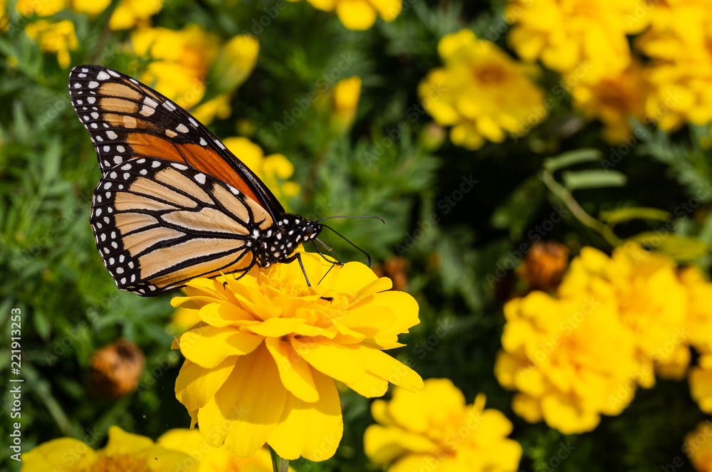 Vibrant Garden Butterfly Vibrant Garden Butterfly