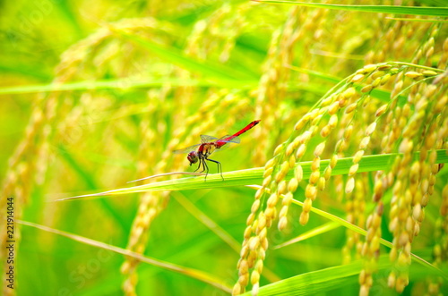 Wallpaper Mural 稲穂と赤トンボ Torontodigital.ca