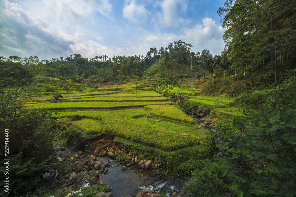 Green rice fields River bank in indonesia
