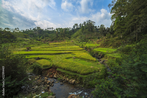 Green rice fields River bank in indonesia