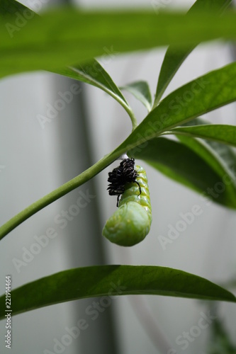 Chrysalis Monarch Butterfly Cocoon