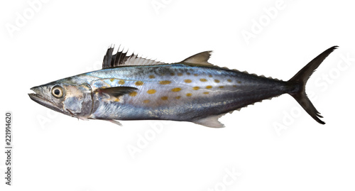 Atlantic Spanish mackerel (Scomberomorus maculatus ). Isolated on white background photo