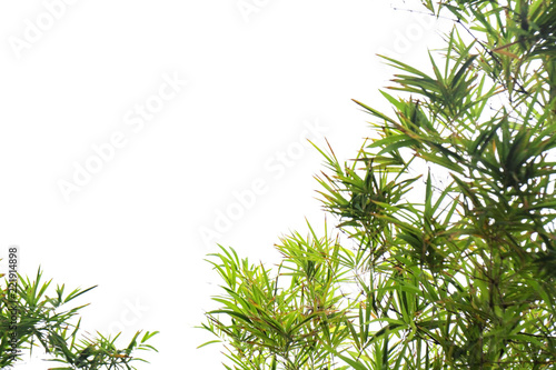 green bamboo leaf   green tropical foliage texture isolated on white background of file with Clipping Path .