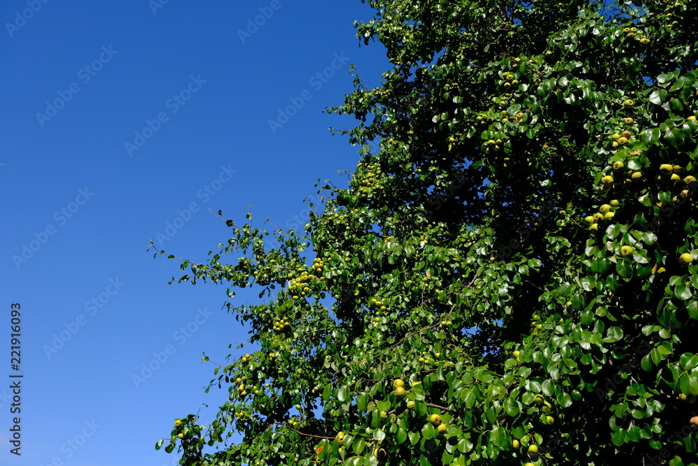 Fototapeta premium apple tree