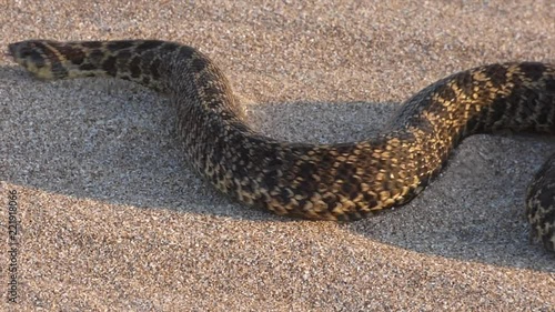 Snake in the sand