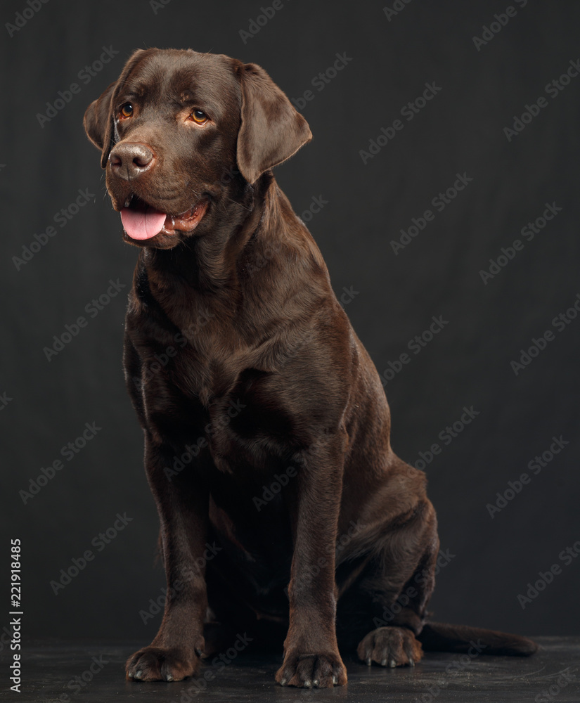 Fototapeta premium Pies Labrador na na białym tle czarnym tle w studio