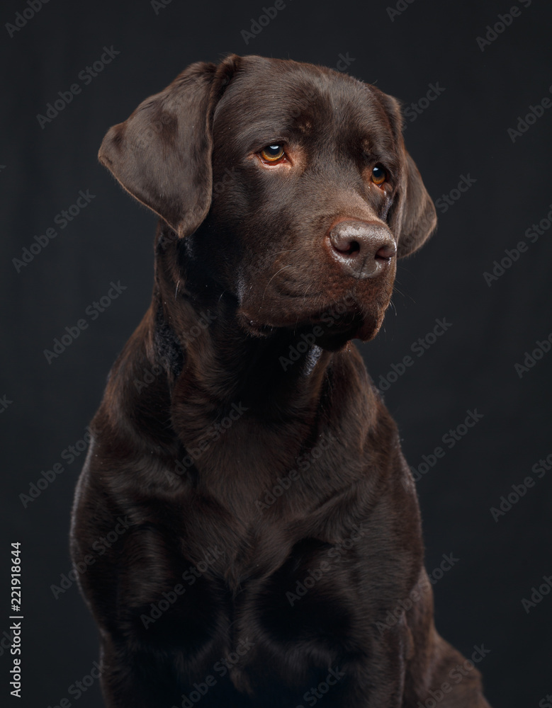 Labrador Dog on Isolated Black Background in studio