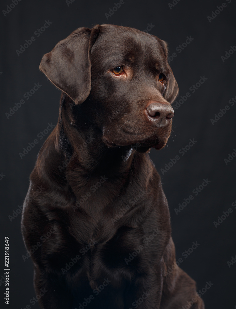 Labrador Dog on Isolated Black Background in studio Labrador Dog on Isolated Black Background in studio