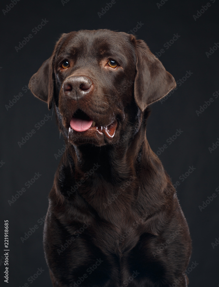 Labrador Dog on Isolated Black Background in studio