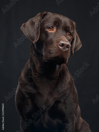 Labrador Dog on Isolated Black Background in studio © TrapezaStudio