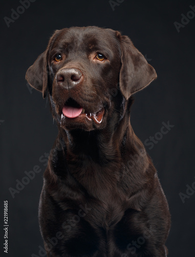 Labrador Dog on Isolated Black Background in studio