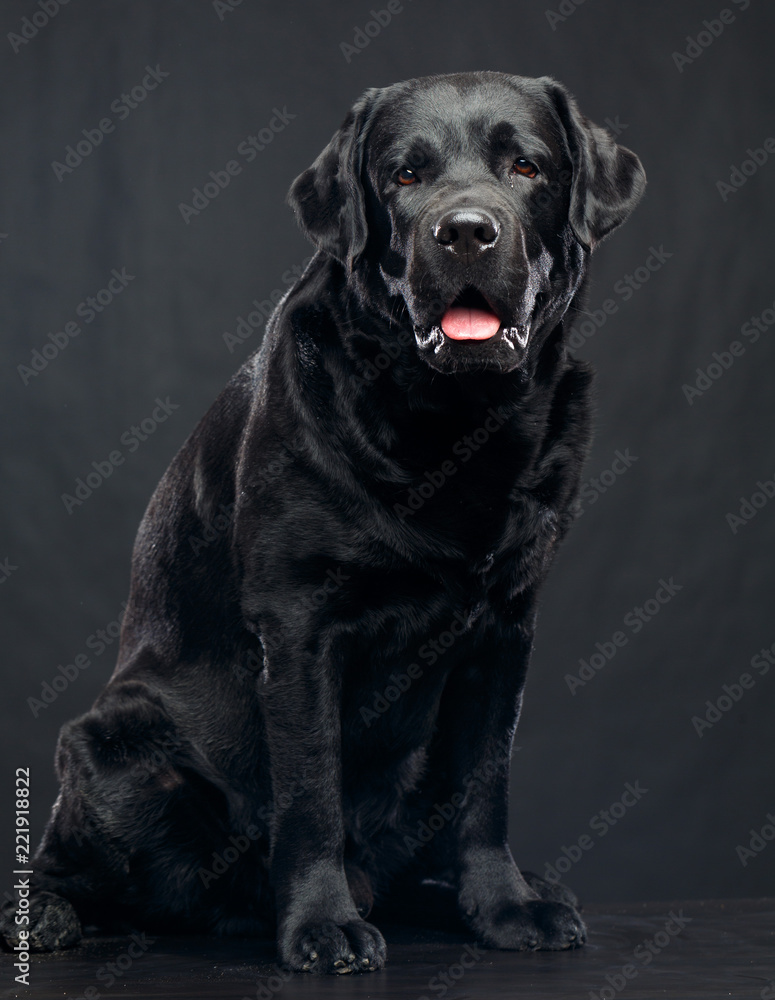 Labrador Dog on Isolated Black Background in studio Labrador Dog on Isolated Black Background in studio