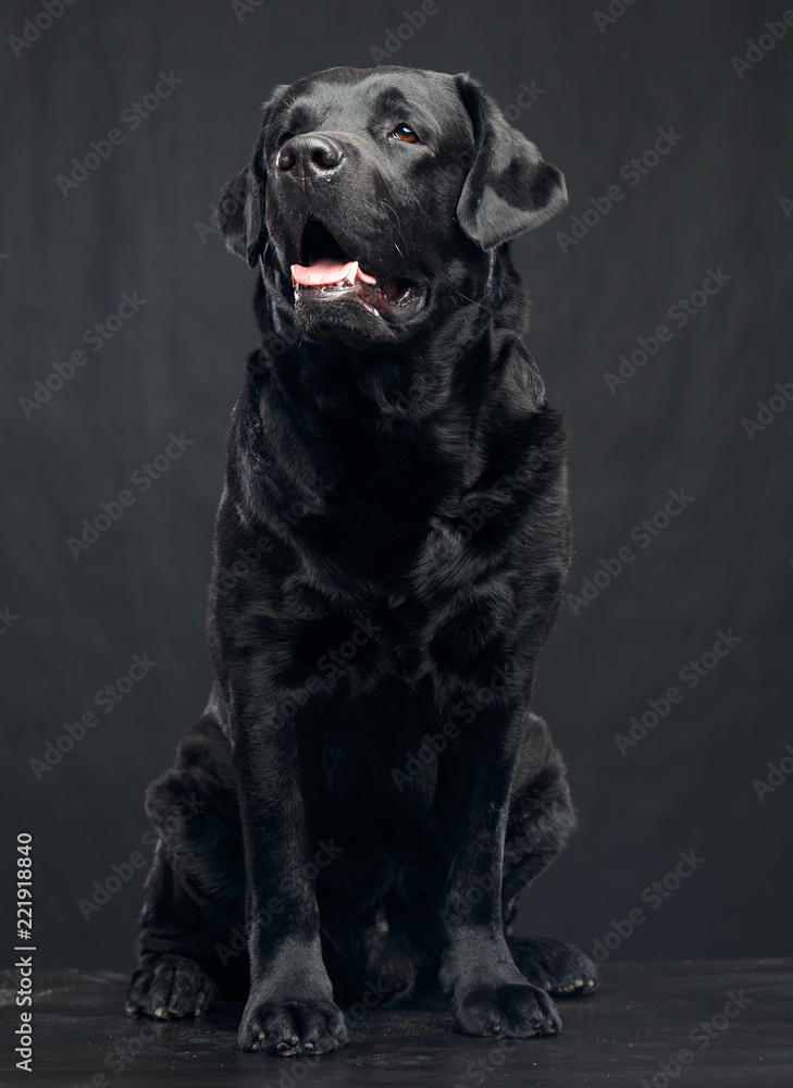 Labrador Dog on Isolated Black Background in studio Labrador Dog on Isolated Black Background in studio