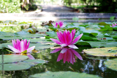 Pink Water Lily in pond
