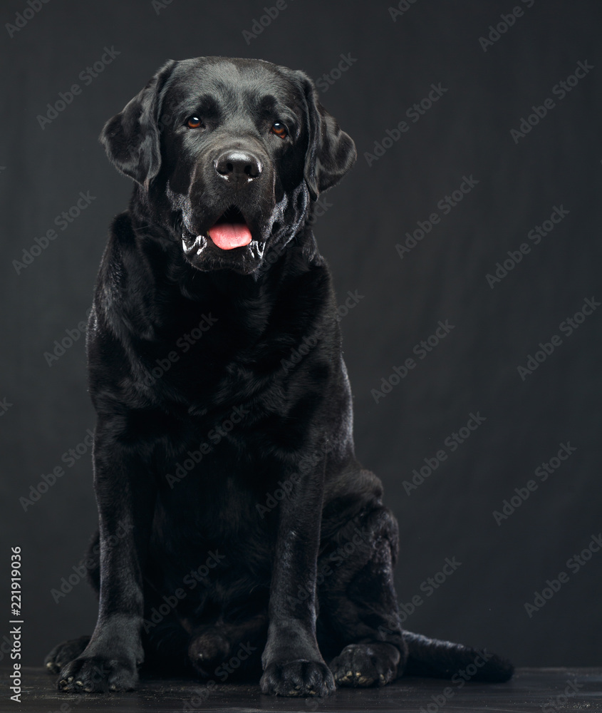Labrador Dog on Isolated Black Background in studio Labrador Dog on Isolated Black Background in studio