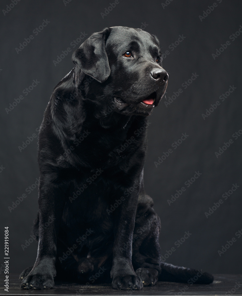 Labrador Dog on Isolated Black Background in studio Labrador Dog on Isolated Black Background in studio