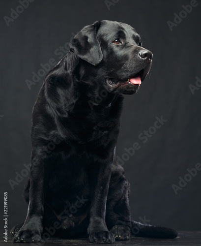 Fototapeta Naklejka Na Ścianę i Meble -  Labrador Dog on Isolated Black Background in studio