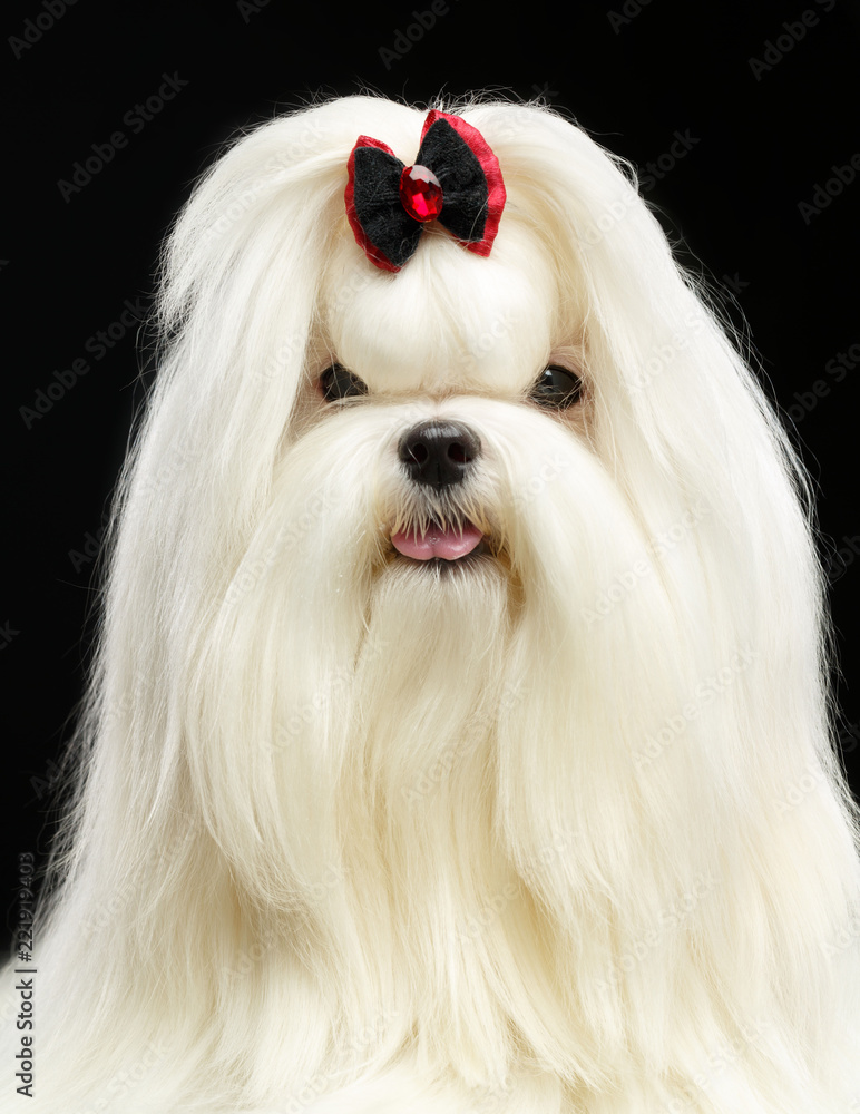 Maltese dog Isolated on Black Background in studio Maltese dog Isolated on Black Background in studio