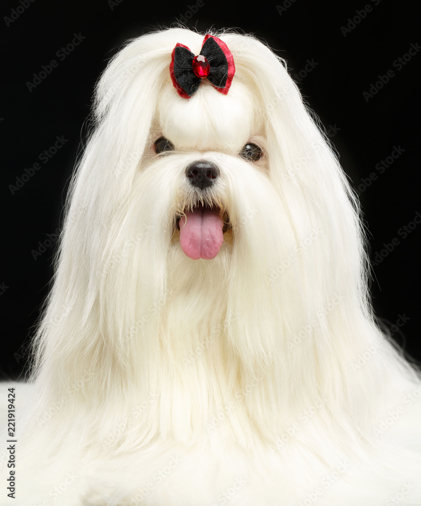 Maltese dog Isolated on Black Background in studio Maltese dog Isolated on Black Background in studio