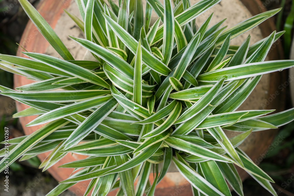 Top view of the Chlorophytum Comosum, it also known as spider plant. Top view of the Chlorophytum Comosum, it also known as spider plant.