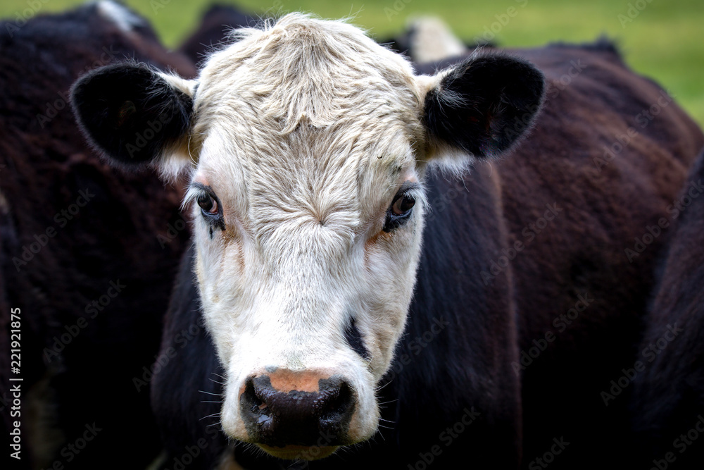 Close up of a black and white cow in a field in New Zealand