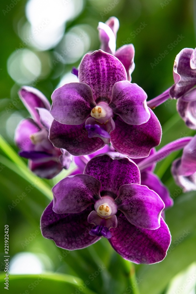 Obraz premium Purple Orchid plant in the tropics