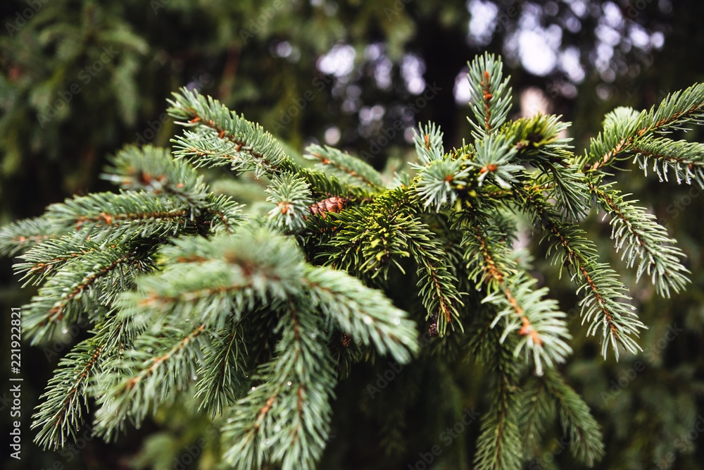 Pine tree Pine tree