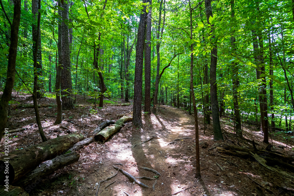 Fototapeta premium Tree Trunks Along a Hiking Path
