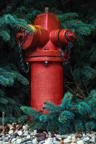Fire Hydrant Pine tree