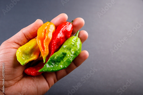 Hand holding various coloured ghost peppers