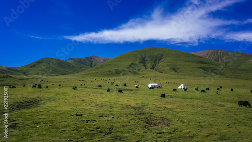 Yaks on meadows against mountains and sky in Qinghai, China