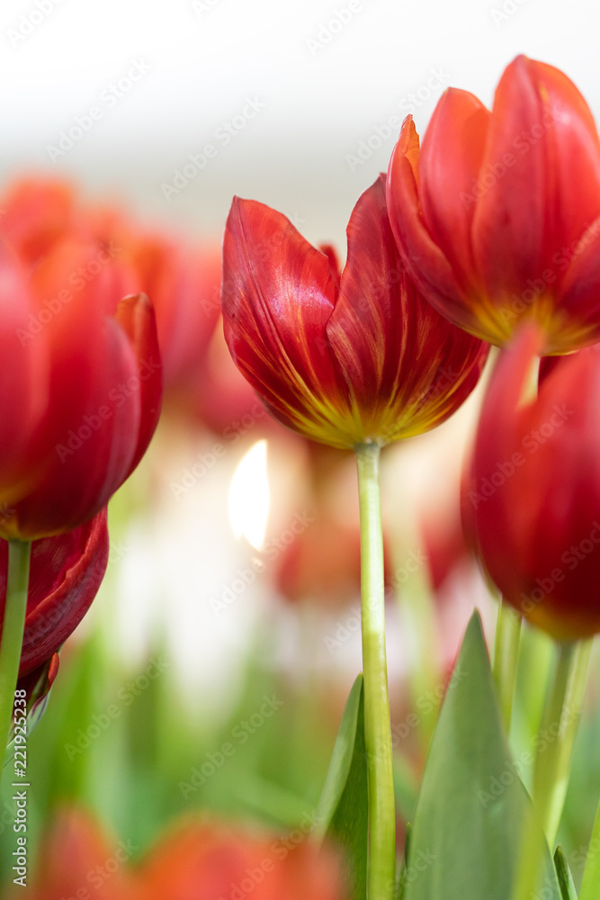 Tulips with bokeh light from the background. Tulips with bokeh light from the background.
