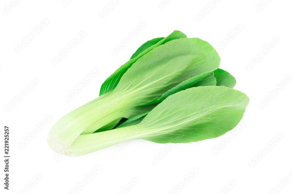 Ciose up bok choy vegetable isolated on the white background. Ciose up bok choy vegetable isolated on the white background.