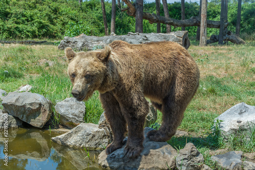 brown bear standing on a stone near the water. Summer sunny day