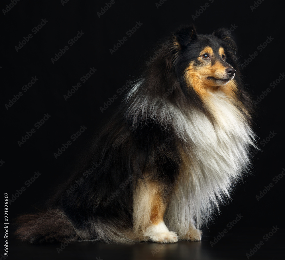 Sheltie dog on Isolated Black Background in studio Sheltie dog on Isolated Black Background in studio