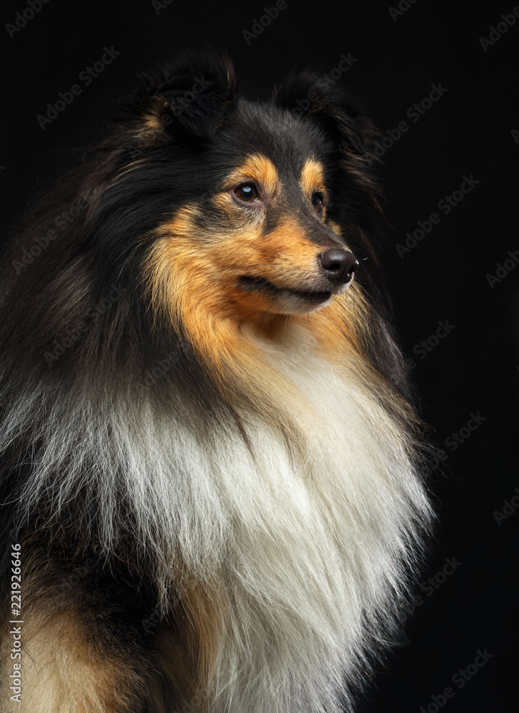 Sheltie dog on Isolated Black Background in studio Sheltie dog on Isolated Black Background in studio