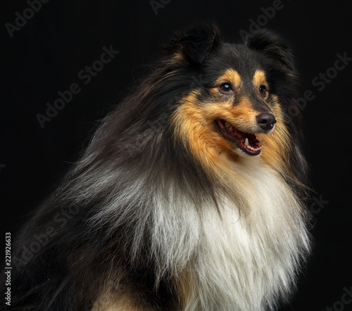 Sheltie dog on Isolated Black Background in studio