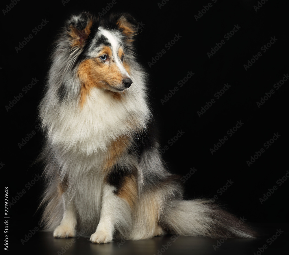 Fototapeta premium Sheltie dog on Isolated Black Background in studio