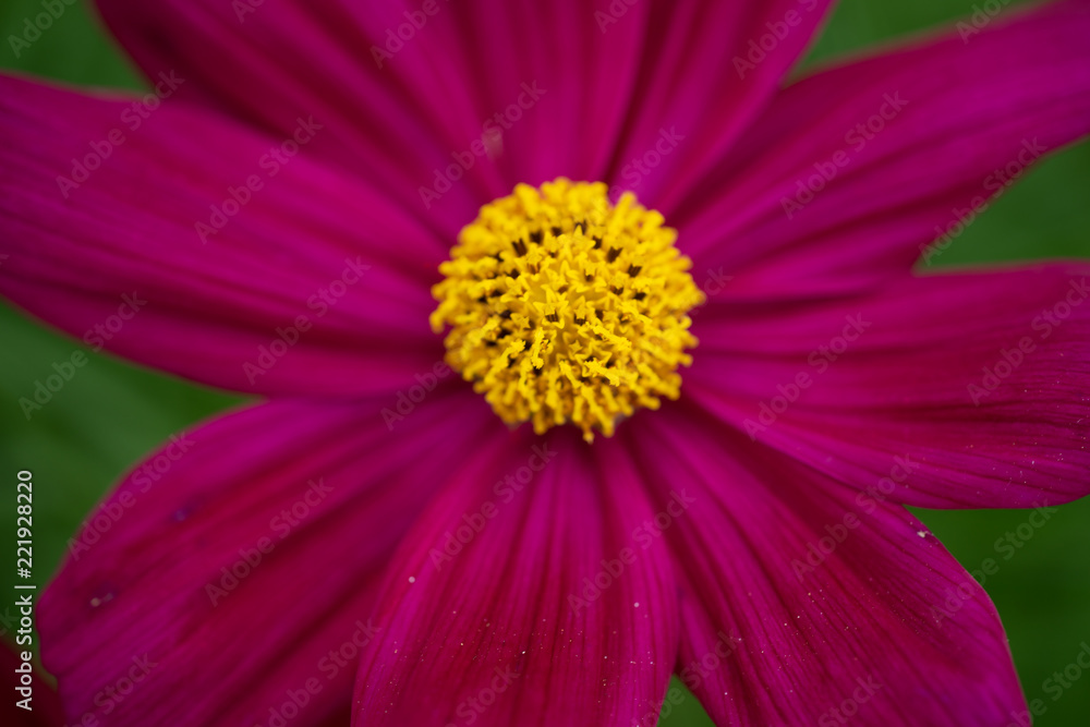 Cosmos flower - annual flowers with colourful daisy-like flowers that sit atop long slender stems. Blooming throughout the summer months. Cosmos flower - annual flowers with colourful daisy-like flowers that sit atop long slender stems. Blooming throughout the summer months.