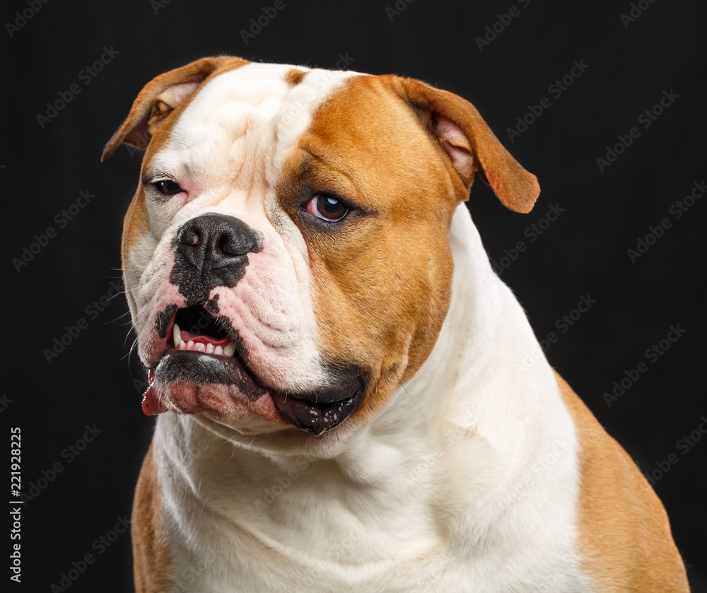 American Bulldog Dog  Isolated  on Black Background in studio