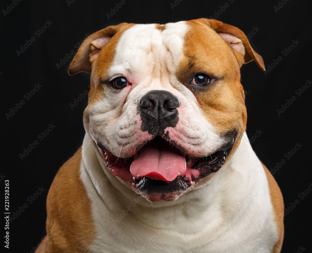 American Bulldog Dog  Isolated  on Black Background in studio